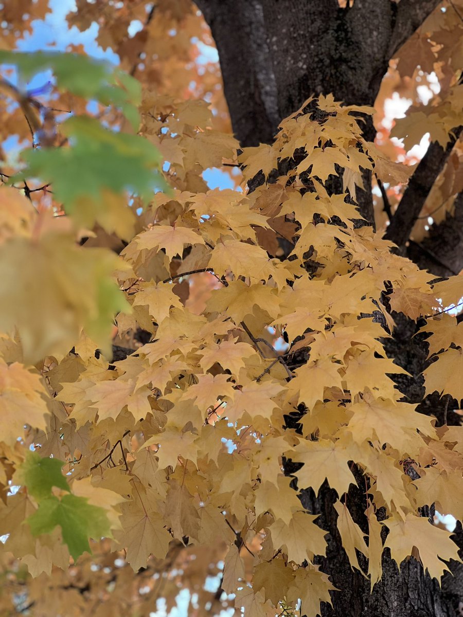 Tess McKeever-Voecks tweet media