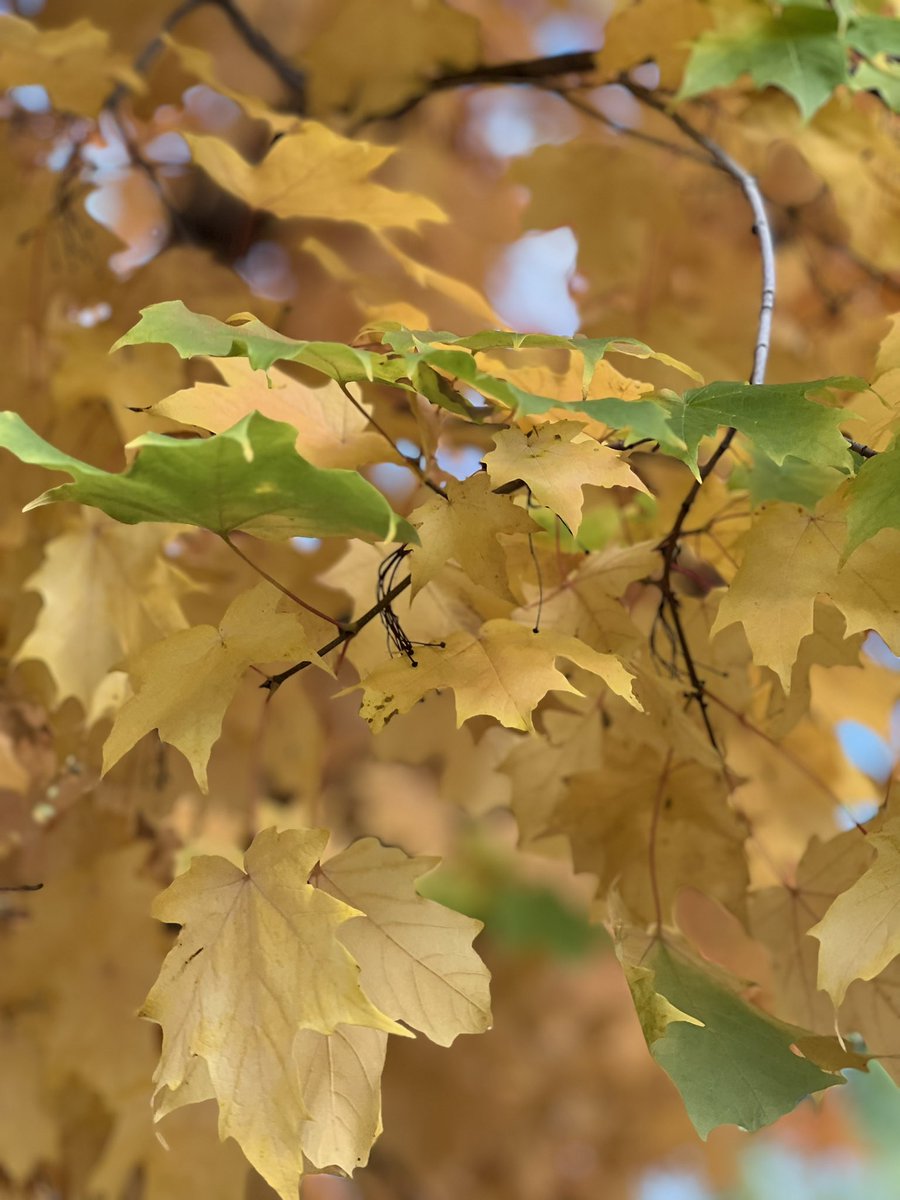 Tess McKeever-Voecks tweet media