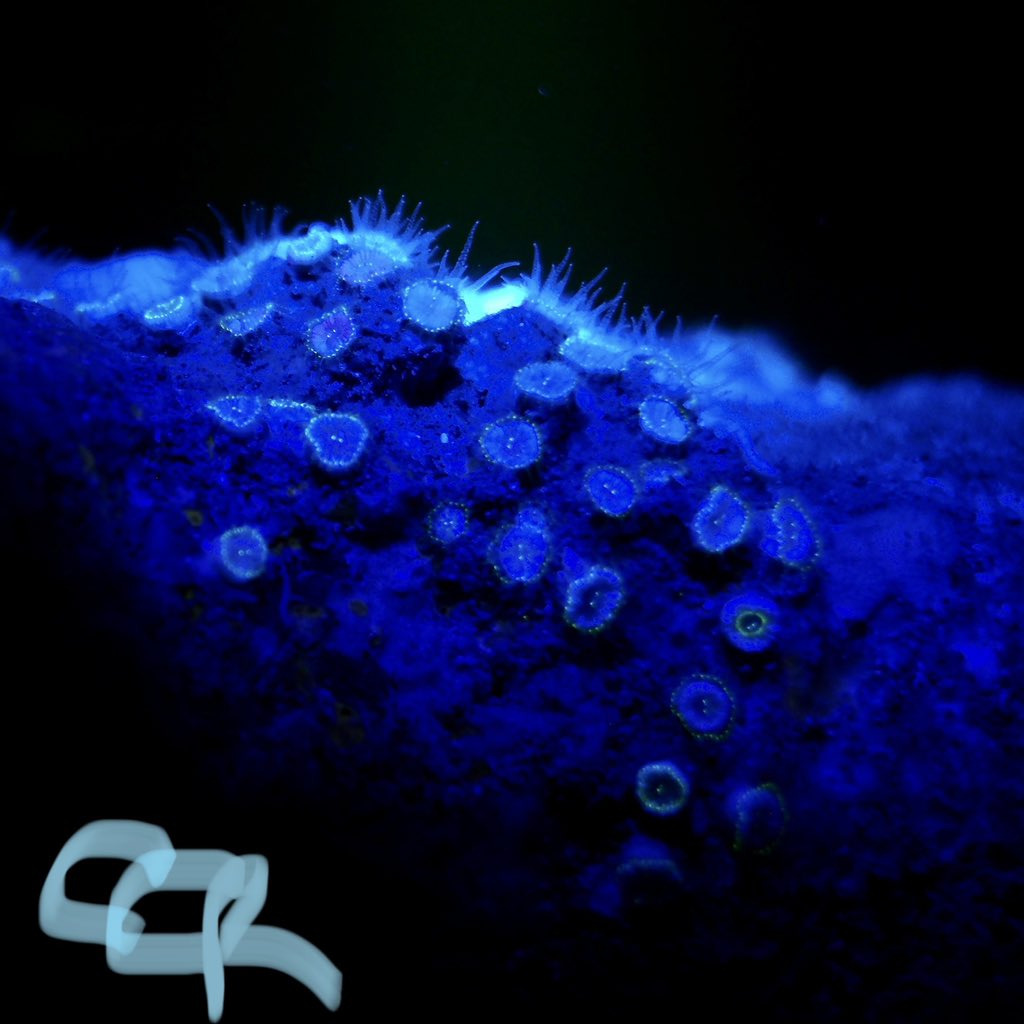 Because it’s the little things in life… and during a dive. #StargazingUnderwater #MediterraneanDiving