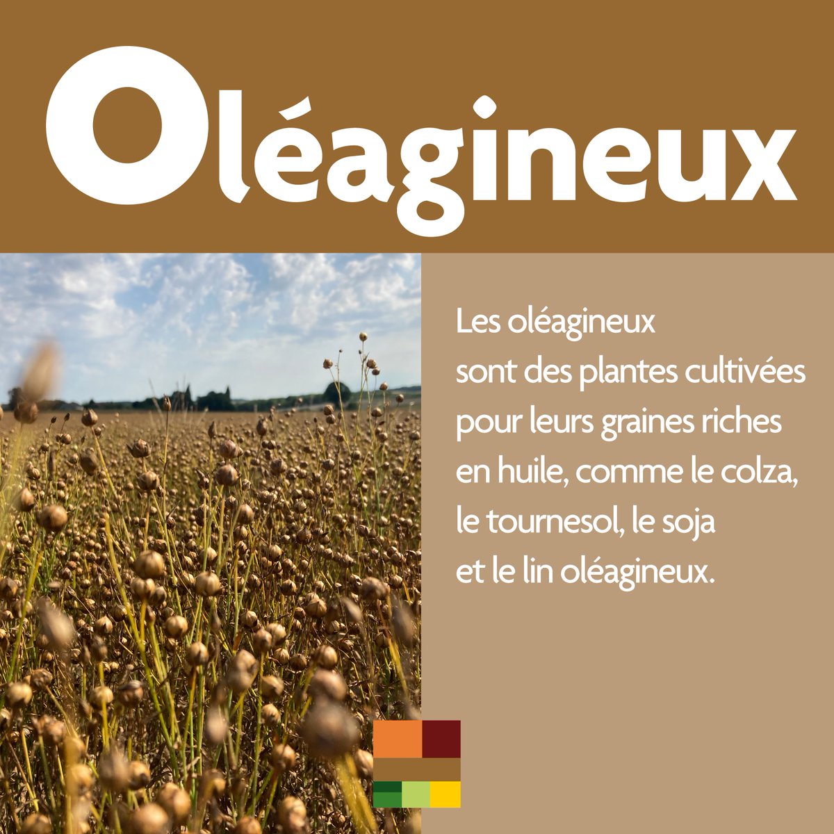 C’est quoi les oléagineux ? 😳

Les #oléagineux sont des plantes cultivées pour leurs graines ou leurs fruits riches en huile, comme le #tournesol, le #colza, le #soja, le lin ou encore les noix. 🌻

🥗 Ces huiles végétales servent avant tout à notre alimentation car, elles