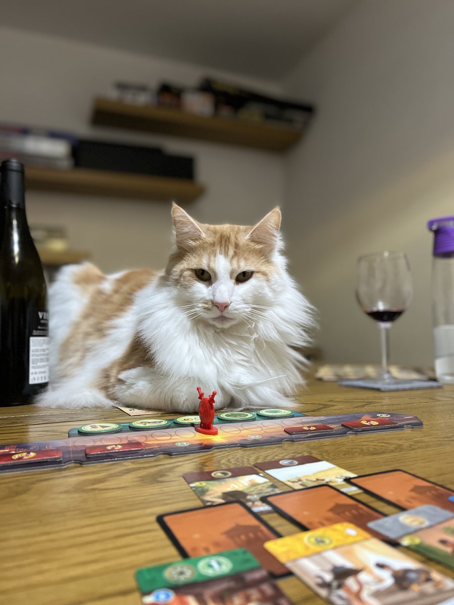 ChristineWilde's tweet photo. @TheGentlebros This is Oscar.
In his quest for treats, nothing stands in his way. He's got a lot of catitude but is very loyal to those who he trusts. As you can see from his pictures he loves gaming and he'd be a purrfect character in #CatQuestIII https://t.co/efEOOhTTEj