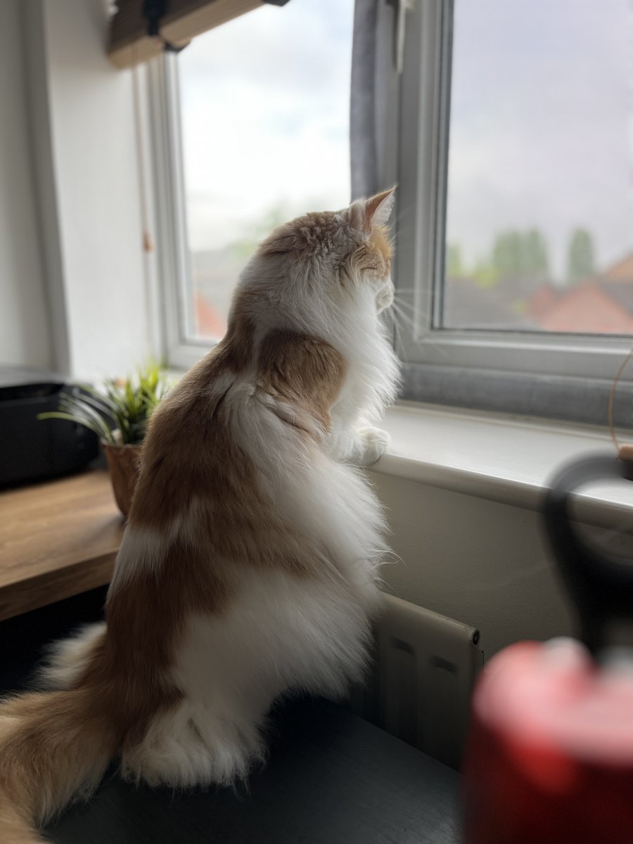 ChristineWilde's tweet photo. @TheGentlebros This is Oscar.
In his quest for treats, nothing stands in his way. He's got a lot of catitude but is very loyal to those who he trusts. As you can see from his pictures he loves gaming and he'd be a purrfect character in #CatQuestIII https://t.co/efEOOhTTEj