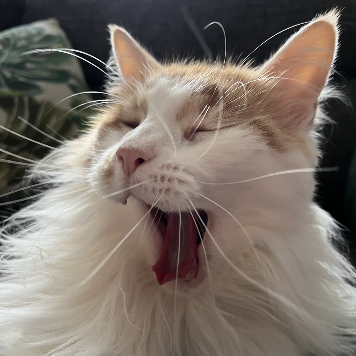 ChristineWilde's tweet photo. @TheGentlebros This is Oscar.
In his quest for treats, nothing stands in his way. He's got a lot of catitude but is very loyal to those who he trusts. As you can see from his pictures he loves gaming and he'd be a purrfect character in #CatQuestIII https://t.co/efEOOhTTEj