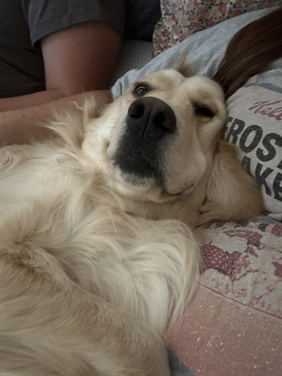 kdilley_'s tweet photo. Sunday’s with Goldie ❤️ https://t.co/hLJteRa7py