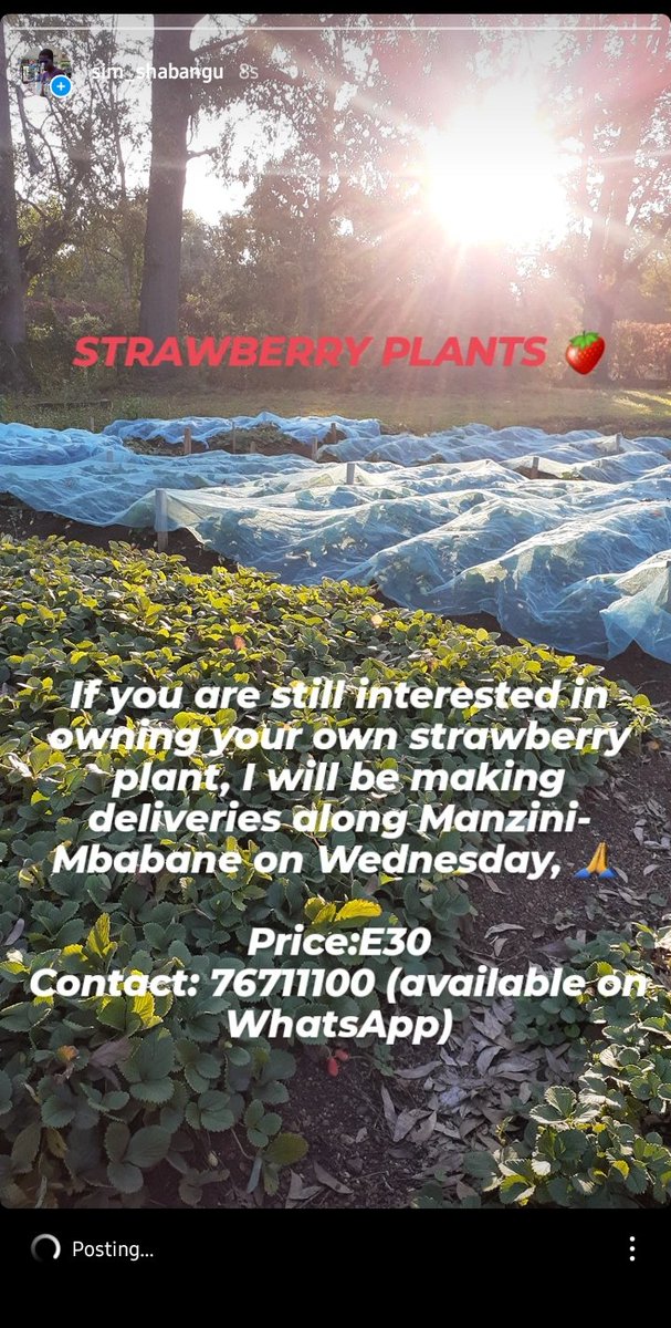 simnikiweshaba1's tweet photo. #tinitwitter 🍓🍓🍓 https://t.co/UtK30Diizl