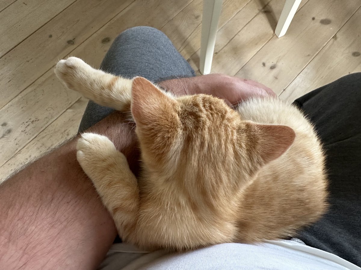 KenWolfgangsson's tweet photo. Wollte nur schnell einen Espresso trinken, bevor es wieder an den Erdkeller geht...
#kittencontent
#Hofleben https://t.co/gcNgtKYmwV