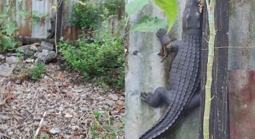 Anse Bertrand - Guadeloupe. Une riveraine a aperçu  un crocodile .