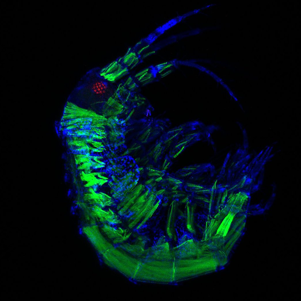 MBLScience's tweet photo. It's #MicroscopyMonday, so let's take a peek into the 🔬 with the amphipod crustacean Parhyale. F-actin (green-Phalloidin), nuclei (blue, DAPI) and eye (red-Elav). 

Credit: Diana Carolina Castañeda-Cortés, Nicolas Eduardo Cumplido Salas, Felipe Andres Gajardo Escobar https://t.co/GP2wTOK25a
