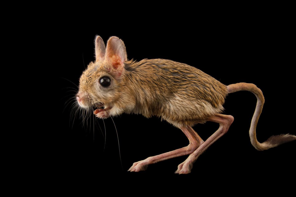 joelsartore's tweet photo. Why does the Egyptian jerboa have hind legs more than 4 times the length of its tiny arms and a long, curvy tail for balance? Because it's built for jumping! The jerboa’s primary defense from predators is to spring three feet in the air and across distances up an incredible 9 ft! https://t.co/MVRkzEzBPE