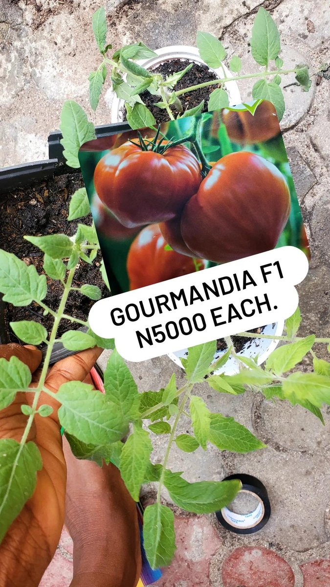 #frmer #farm #agriculture #farming #farmlife #tractor #farmers #johndeere #nature #fendt #newholland #landwirtschaft #tractors #agro #farmerlife #india #harvest #photography #agriculturelife #love #swaraj #jattlife #food #masseyferguson #punjabi #claas #organic #agri