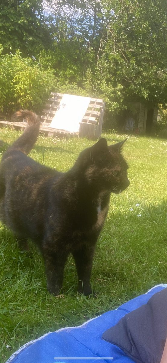 VerdruAxel's tweet photo. vrai de vrai j’viens d’emménager et mon chat s’est perdu ducoup si vous le voyez aux alentours de Leclerc Orchies faites le moi savoir merci https://t.co/sEVsNv5tHu