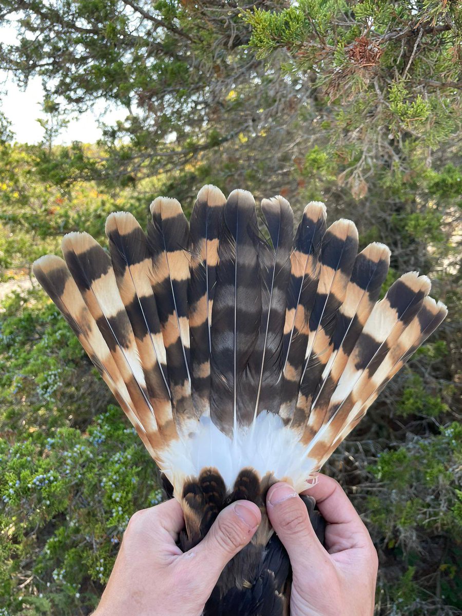 LPBO’s 36th ever #NorthernHarrier was banded at the Tip yesterday, and the first since 2013! If you look carefully you can see our banding tent in its eyes. They use their owl-like facial disc to capture and direct sound to their ears. #longpoint @BirdsCanada