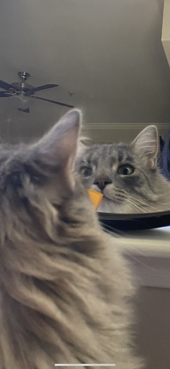 BASHFULBAI's tweet photo. some of my fav photos of gus,
happy monday https://t.co/0hLo0GO6fV