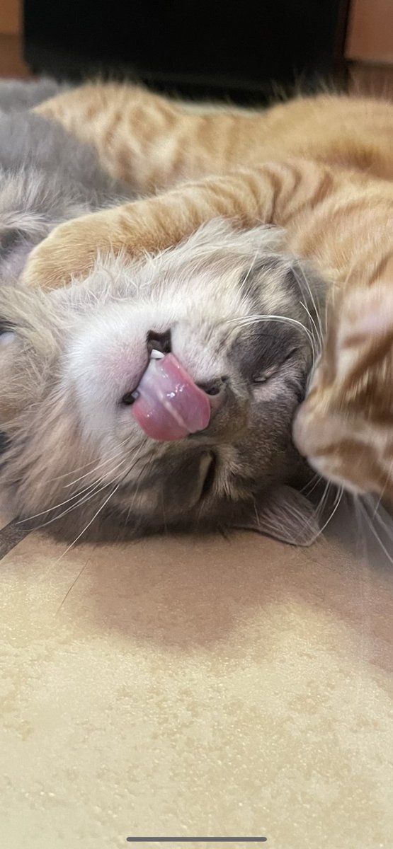 BASHFULBAI's tweet photo. some of my fav photos of gus,
happy monday https://t.co/0hLo0GO6fV
