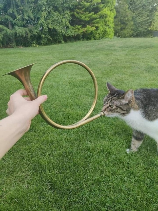 DontShowYourCat's tweet photo. TOOT TOOT https://t.co/WKCoKn6JC0