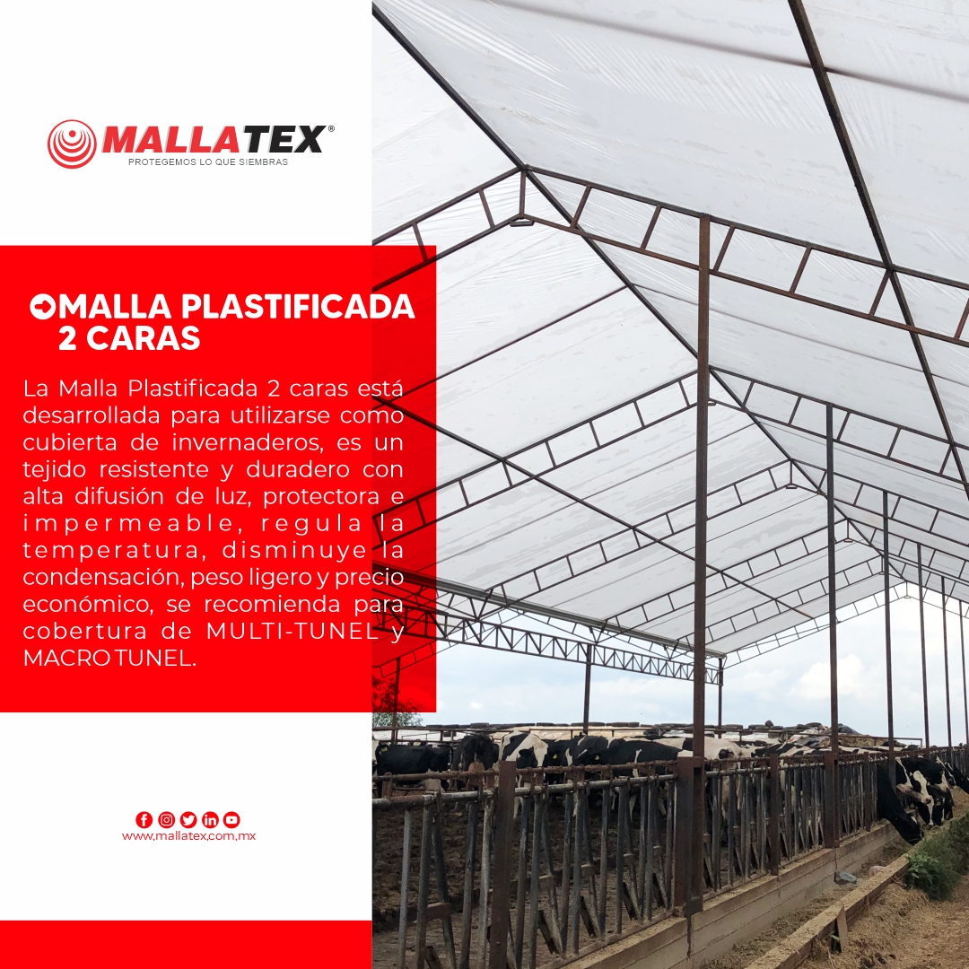 Mallatex's tweet photo. La #mallaPlastificada resulta muy útil a la hora de controlar el 🌬️ viento dentro del invernadero usándola en las bandas laterales así como en las ventanas cenitales. 

Contáctanos:
📞 (33) 2016 4875 ✉️info@mallatex.com.mx

#AgriculturaProtegida  #Mallatex #Cultivos #Agricultura https://t.co/C89Mg445Q4