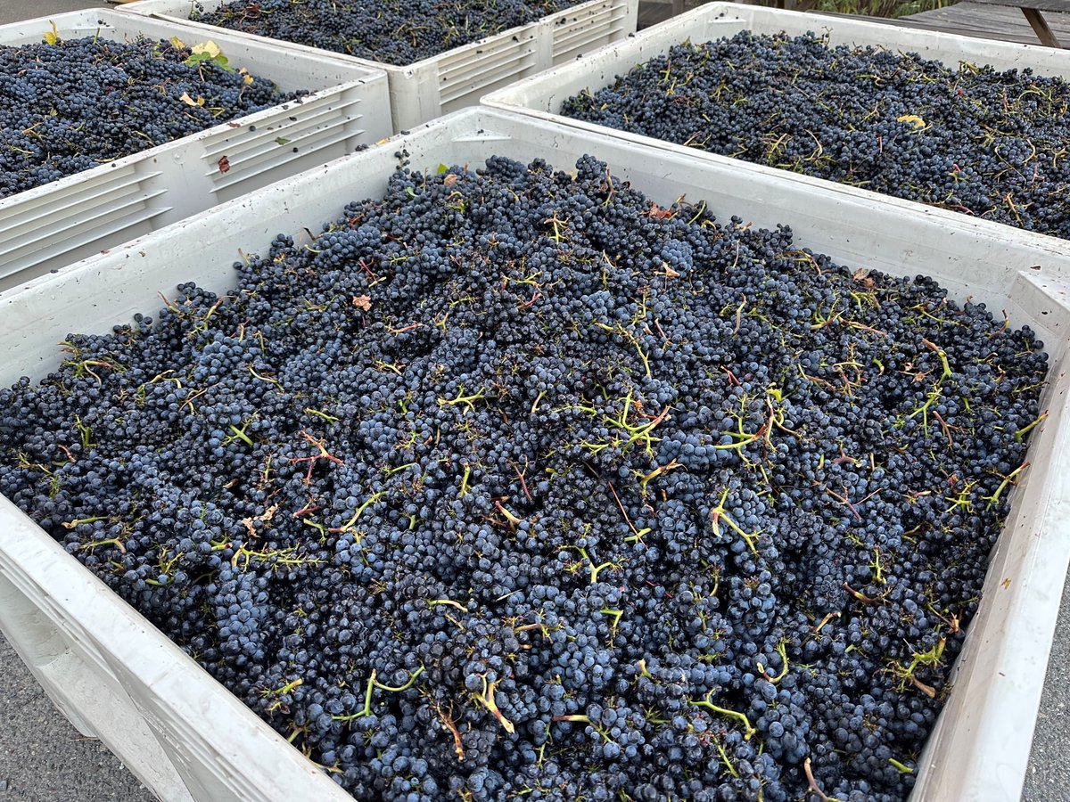 Marimar Torres tweet media