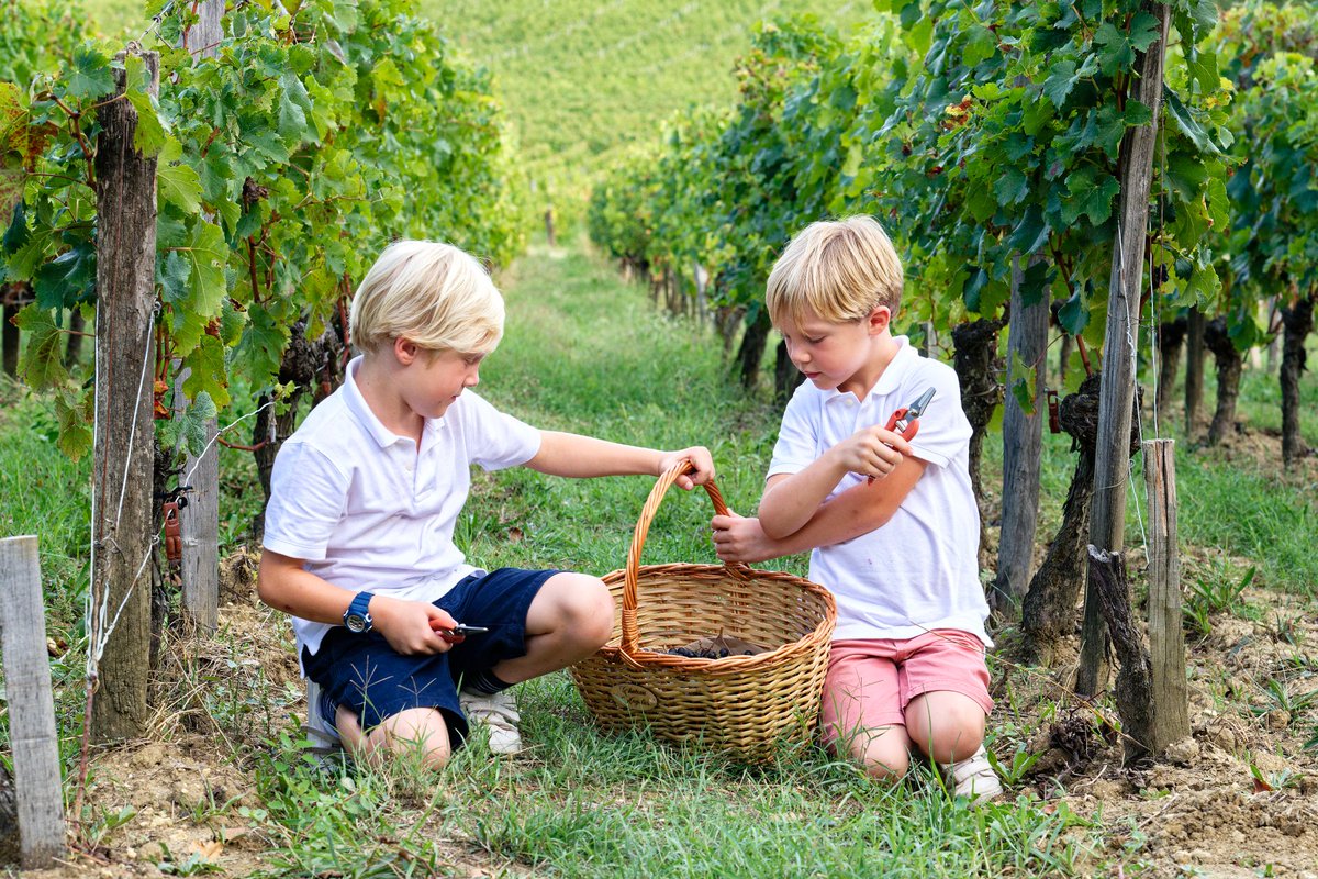Après l’école, les vendanges.
Ces derniers jours, la 9eme génération était extrêmement pressée de quitter l’école pour venir prêter main forte aux équipes de la vigne et des chais.