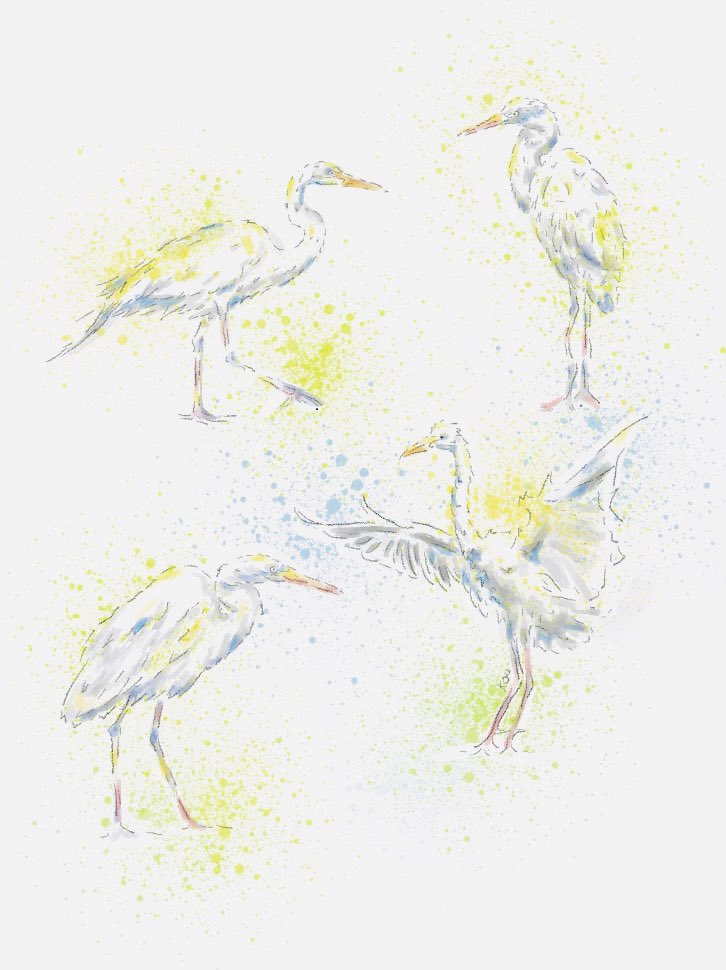 kochaurio's tweet photo. Antes de volver a esos lados #Garza de 📍 #PuertoOctay #Chile. Práctica..🙃

#draw #dibujo  #sketch  #illustration #ilustracion #스케치 #イラスト  #插圖  #スケッチ #그림  #サボテン #bird https://t.co/MKEQlSf7fG