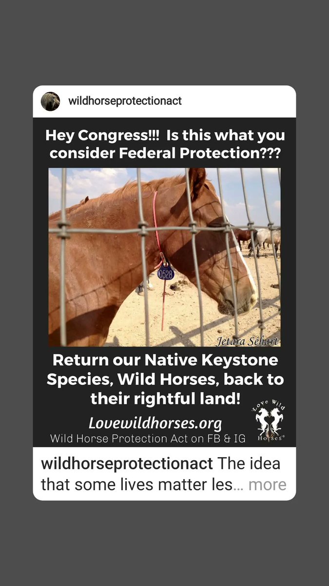 tycatskkb's tweet photo. @FreeWildHorses #DefundBLM https://t.co/r8F07hA9wK