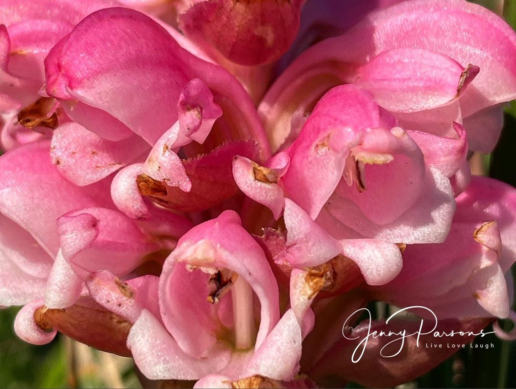 Satyrium carneum (Pink Satyre) have sprung up in the burnt area in large numbers. Wonderful to see this beautiful large species of orchid starting to flower on the sandy coastal flats.

Pollinated by the local sunbirds

#fynbos #wildorchid #pringlebayfynbos