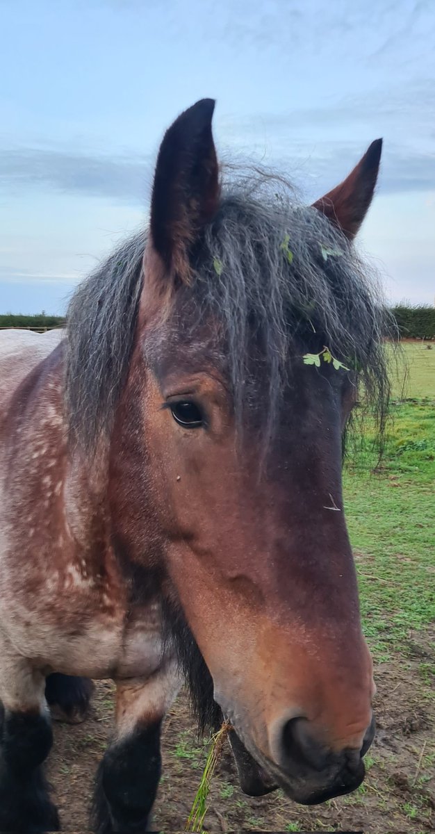 I'm not sure why dad thinks I've been trimming the hawthorn bushes?! 🐴 #Belgiandrafthorse