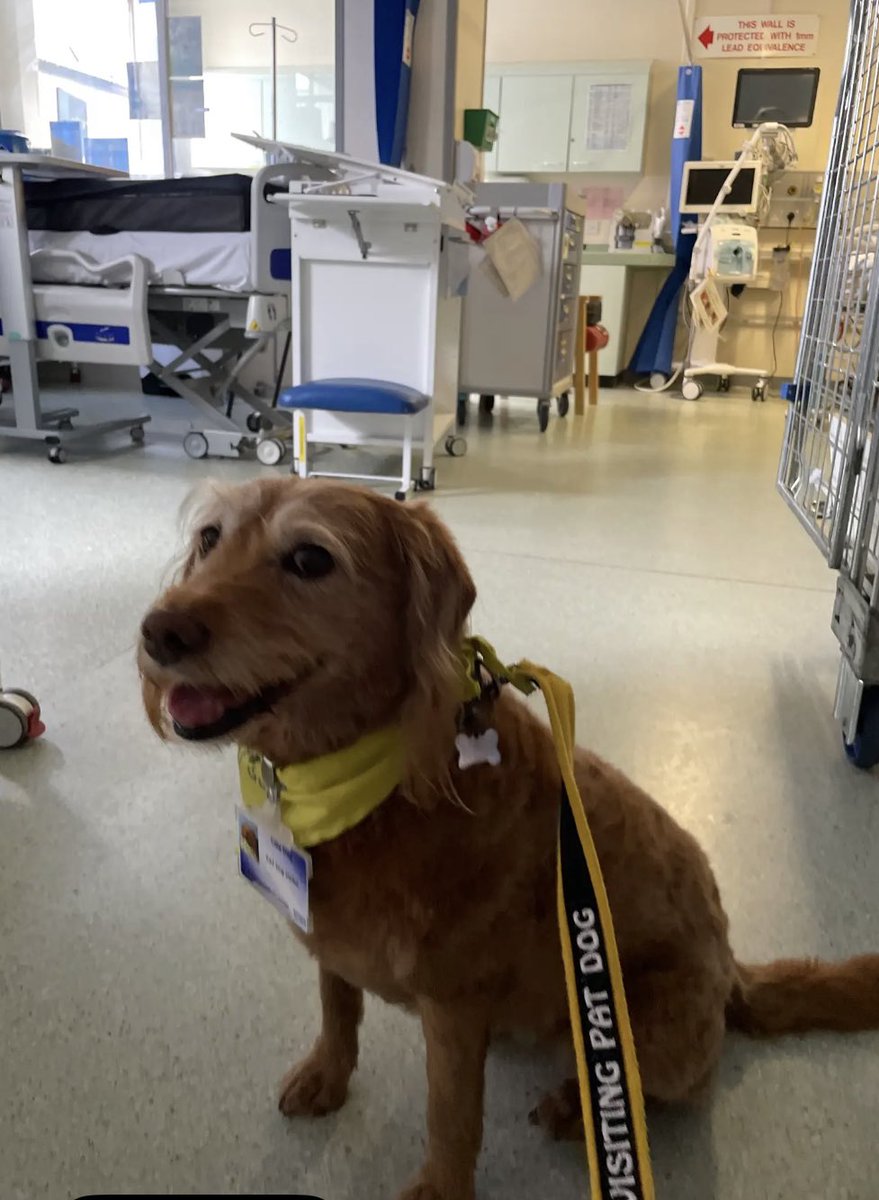 Great links between the day job &amp; volunteering today: <a href="/cilla_dog/">PAT dog Cilla 💙🧡</a> &amp; I visited <a href="/AicuLri/">UHL LRI AICU 🌈</a> and met one of the <a href="/Fit4Surgery_LLR/">Fit4Surgery LLR</a> pre-habbers after their major surgery! How fantastic!! Should we get <a href="/cilla_dog/">PAT dog Cilla 💙🧡</a> a F4S polo top?! <a href="/Leic_hospital/">Leicester's Hospitals</a>