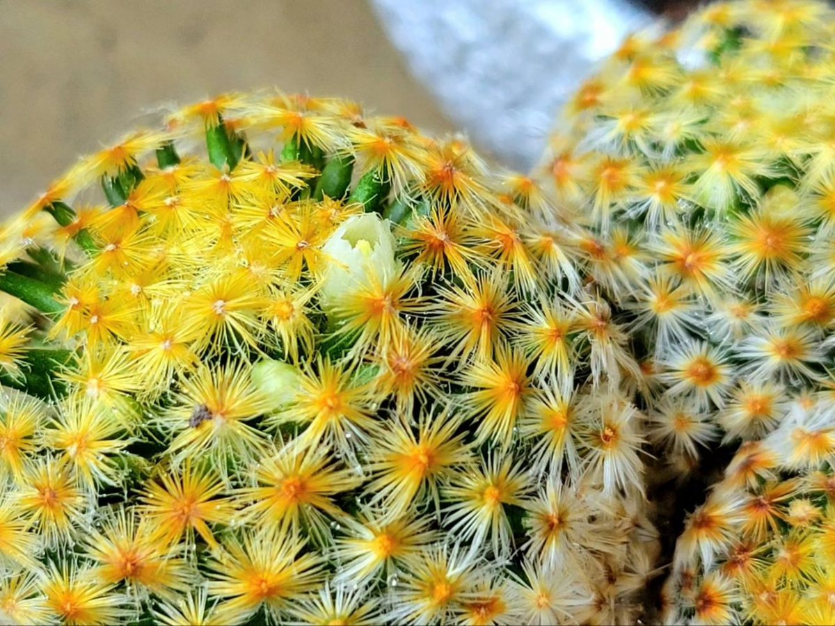 Mammillaria schiedeana 黄金明星が開花しました(^-^) 何か結実もし