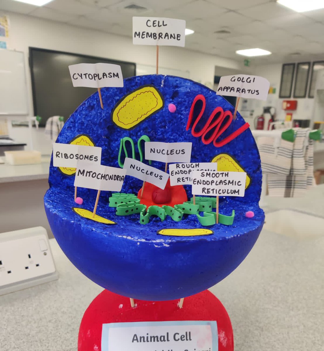 DC Science (@dcol_science) on Twitter photo Some of these #cells models look good enough to eat! Fabulous job 7MMO <a href="/DCol_Lower/">DC Lower School</a> <a href="/DCol_Biology/">DC Biology</a> cellsalive.com Some of these #cells models look good enough to eat! Fabulous job 7MMO <a href="/DCol_Lower/">DC Lower School</a> <a href="/DCol_Biology/">DC Biology</a> cellsalive.com
