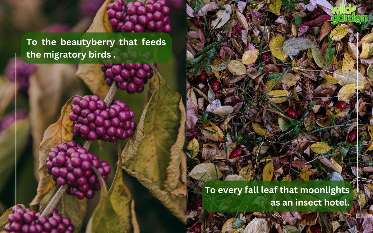 WildGardenEarth's tweet photo. Celebrating: World Habitat Day!

#nature #garden  #rewilding #backyardbiodiversity #wildgarden https://t.co/XCndT9W9o1
