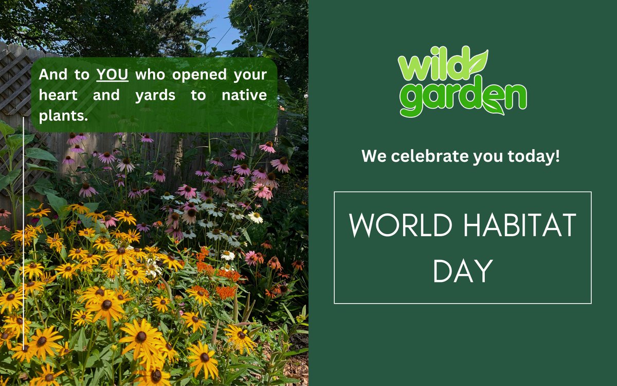 WildGardenEarth's tweet photo. Celebrating: World Habitat Day!

#nature #garden  #rewilding #backyardbiodiversity #wildgarden https://t.co/XCndT9W9o1