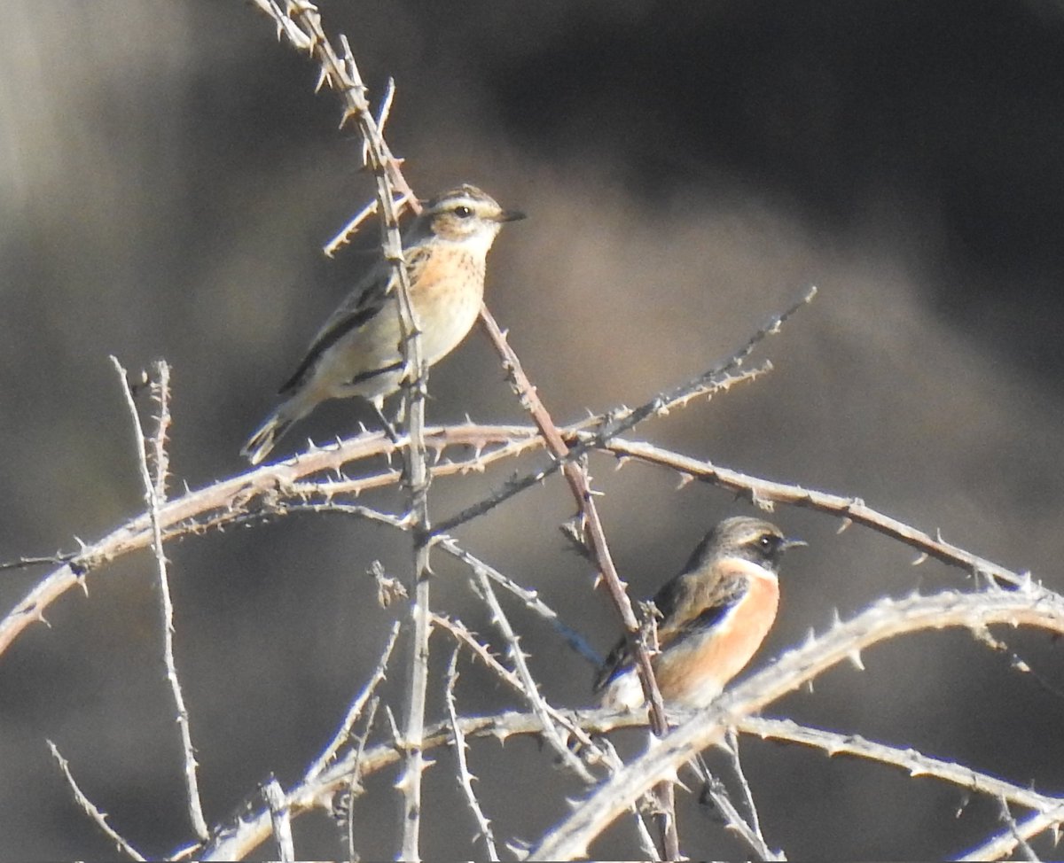 Migració molt activa aquest diumenge al Pèlag de La Saulonera, amb cotxa cua-roja, mosquiter de passa, piula dels arbres, mastegatatxes... Destaca però, aquest bitxac rogenc (Saxicola rubetra) que en aquesta foto podem veure amb un bitxac comú (Saxicola rubicola)

📷 <a href="/MarcPeris3/">Marc Peris</a>