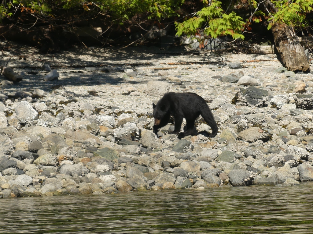 Time for the unlikely visitor post! Have you been lucky enough to spot a black bear foraging off the coast? #blackbear #wildbear #bears #bearviewing #wildlifeviewing #wildlife #wildlifephotography