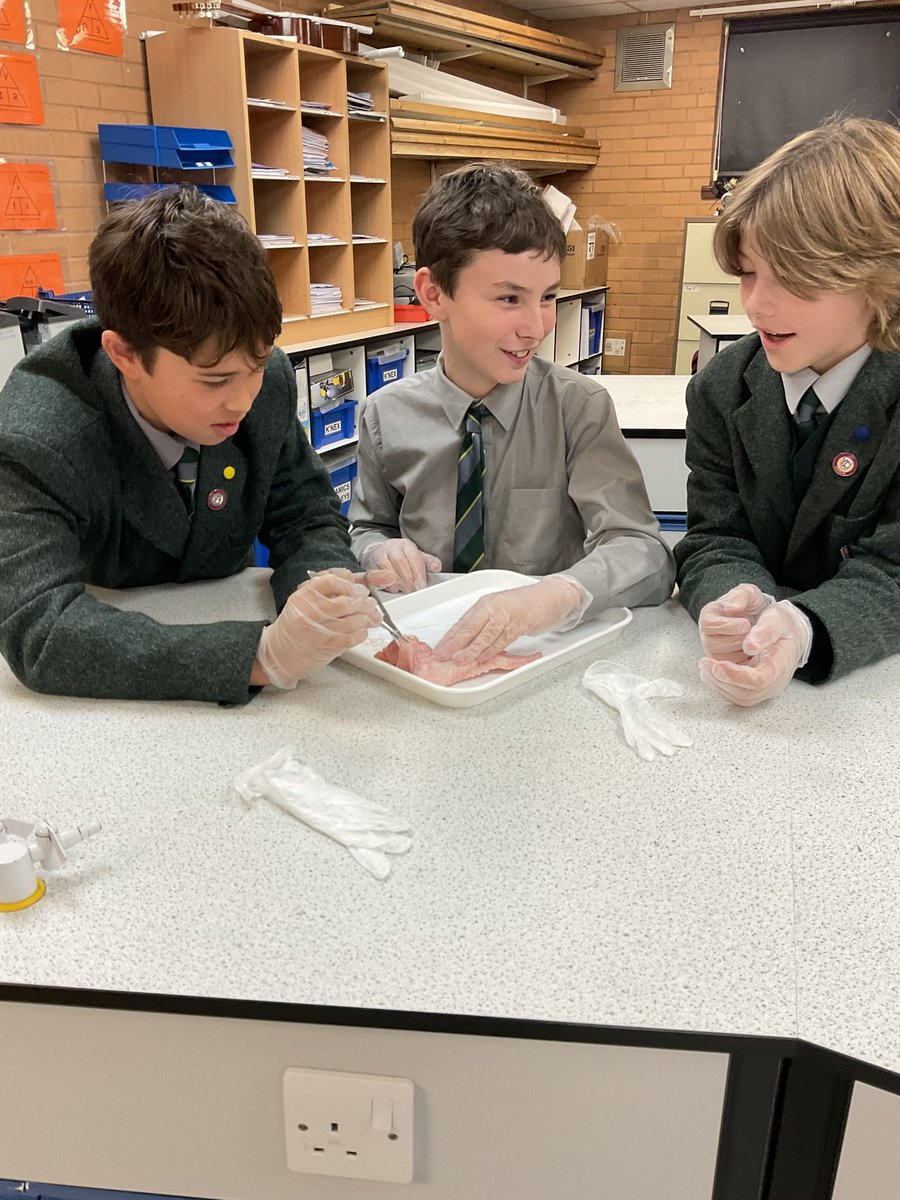 CCSBScience's tweet photo. Budding surgeons in #CCSTEM have been practising their fine motor skills and developing their knowledge of anatomy through a chicken wing dissection #CCExcel #CCCollaborators #CCRiskTakers https://t.co/P5LdGYM13P