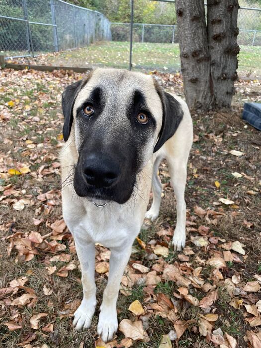 BC_SPCA's tweet image. Say hello to Homer! This adorable XL boy is such a fun, goofy and loving puppy! Learn more about Homer at ow.ly/4nKf50PQkyO. #Comoxbc