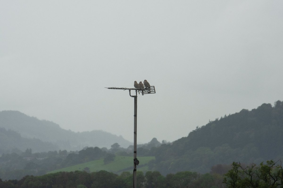 EL_Heath's tweet photo. Three Collared Doves.
#powys #cymru #wales #landscape #photography #18mm #overlookedbeauty #ruralbritain #devoidofpeople #nikon #d7200 #autumn #september #collareddoves #doves #autumncolours #18mmphotography #banal #mundane #autumnskies #ayit #landscapephotography https://t.co/zka7WLwtfZ