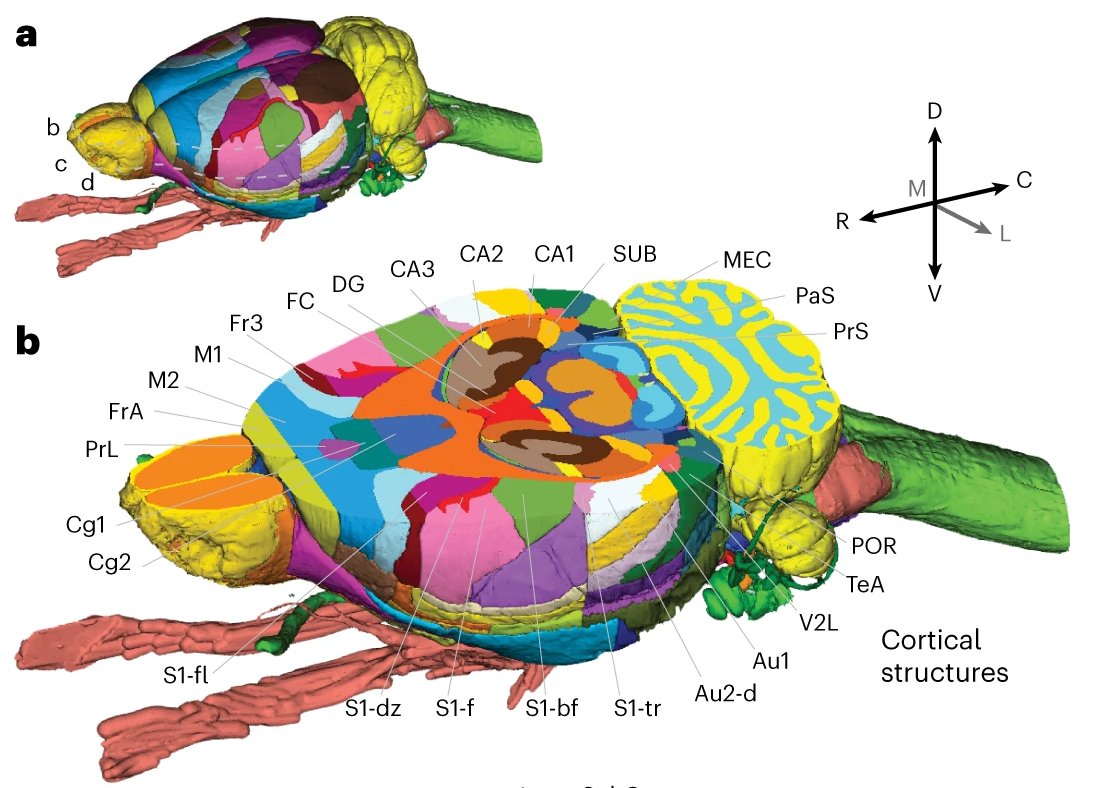 Update to the Waxholm Space atlas of the rat brain! This version expands the previous version with 112 new and 57 revised structures, including more detailed annotations of the cortex, striatopallidal region, midbrain and thalamus.

OA paper:
nature.com/articles/s4159…