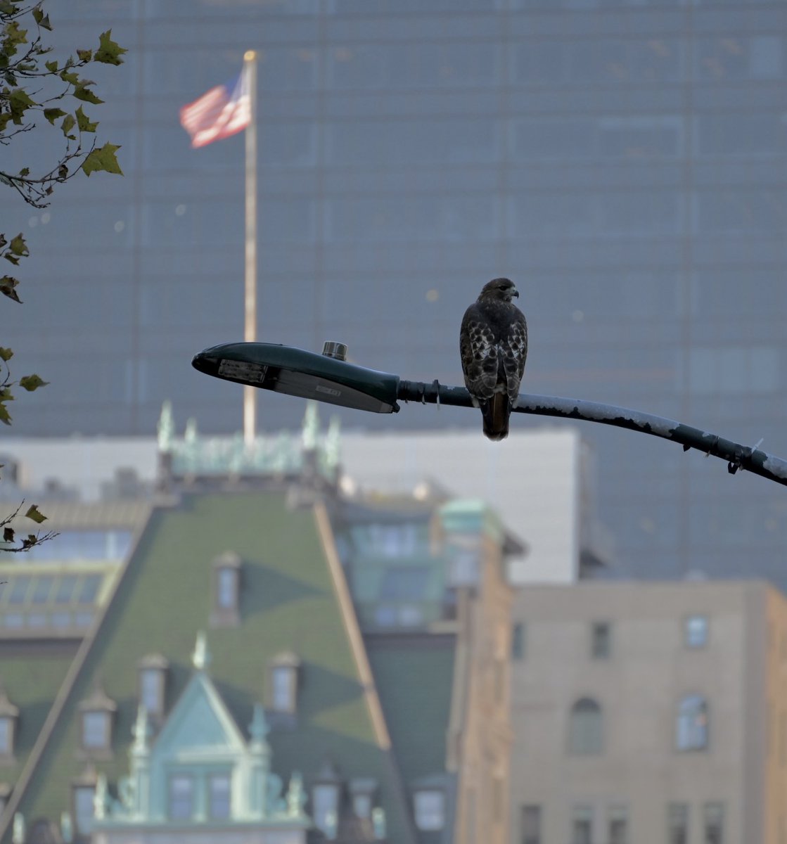 lorifaithnyc's tweet image. Red-tailed Hawk on lamppost with American Flag atop the Plaza Hotel in the background. #Monday #nyc #MondayMusing #nyc #birds #newyorkcity #birdwatching #mymorningwalk