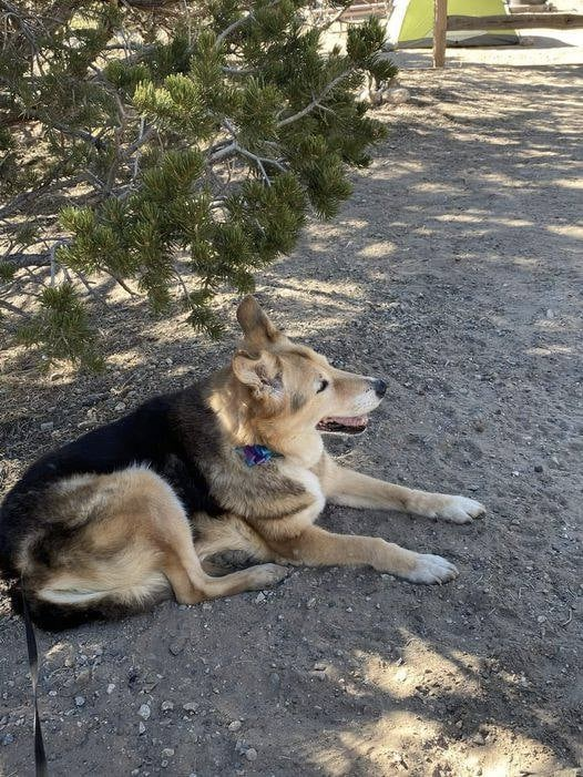 I pulled my car into my parking space and our young dog came prancing up to greet me, looking very proud of herself. I had left her in her crate with the door latched, because she had eaten the cushion on the couch a few months earlier. She was not trusted alone in the house. So