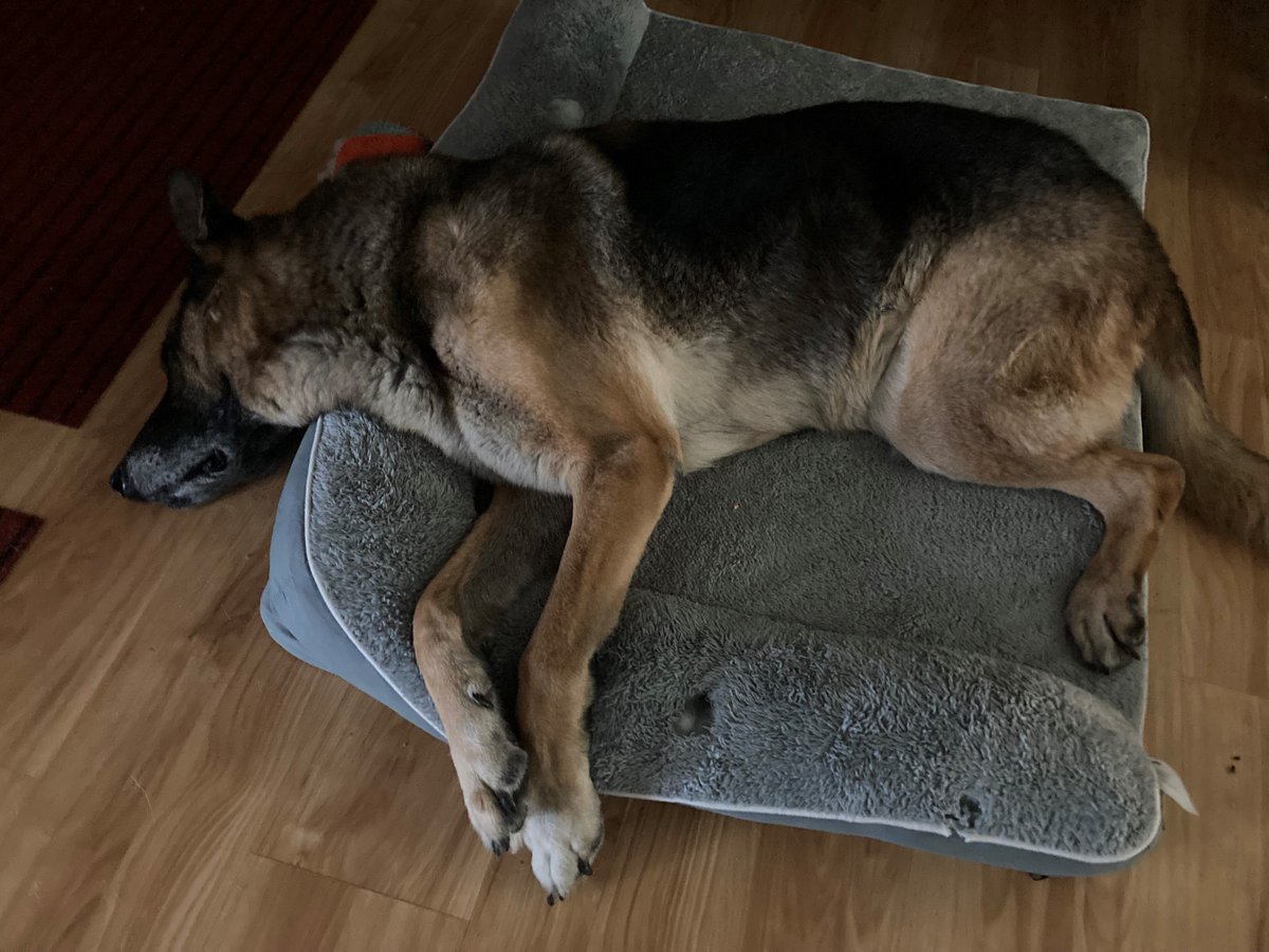FredPrepDog's tweet photo. Wednesday, Oct. 4, 2023 at 1:20 CT, nationwide emergency alert test. Everyone who participates gets to nap afterwards... Fred says! #preparednessneversleeps #retirementisawesome @KDHE @KansasEmergency @femaregion7 https://t.co/yXdGI5lHTr