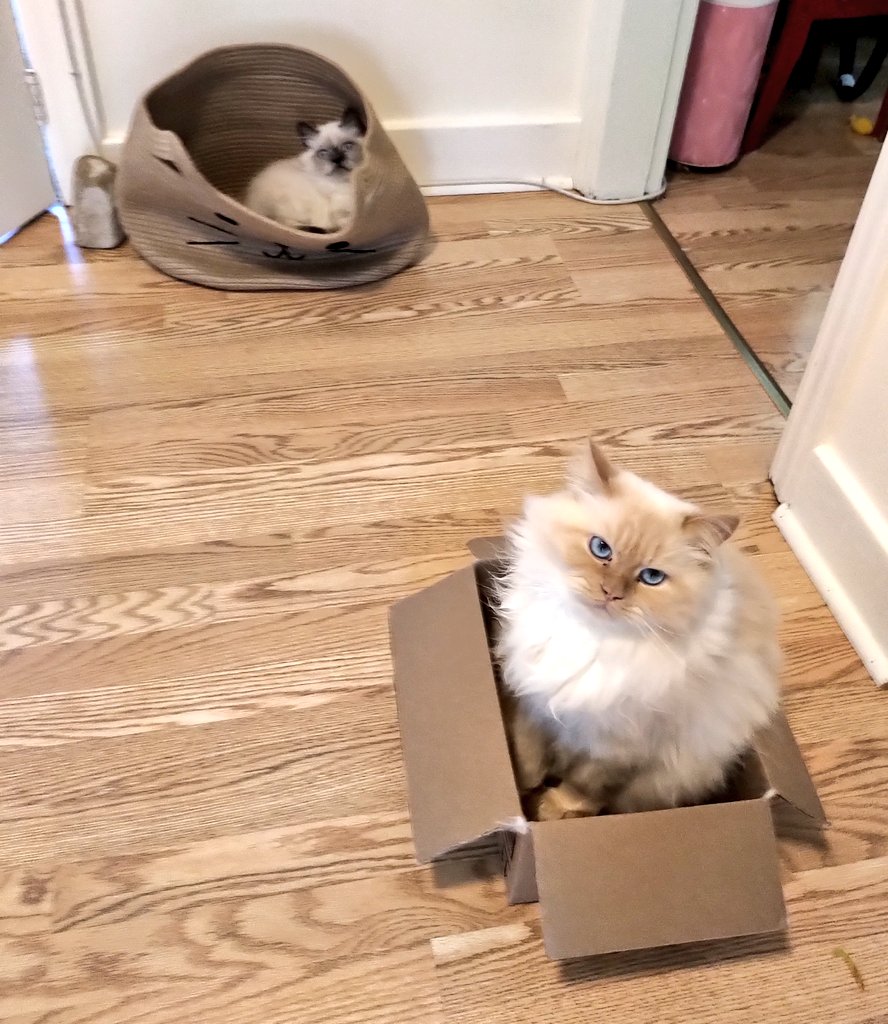 Me_llamoTolstoy's tweet photo. Mum got a new gift but it has been claimed #oursnow #CatsOfX #TheFloofs https://t.co/QOiO5eKuHV