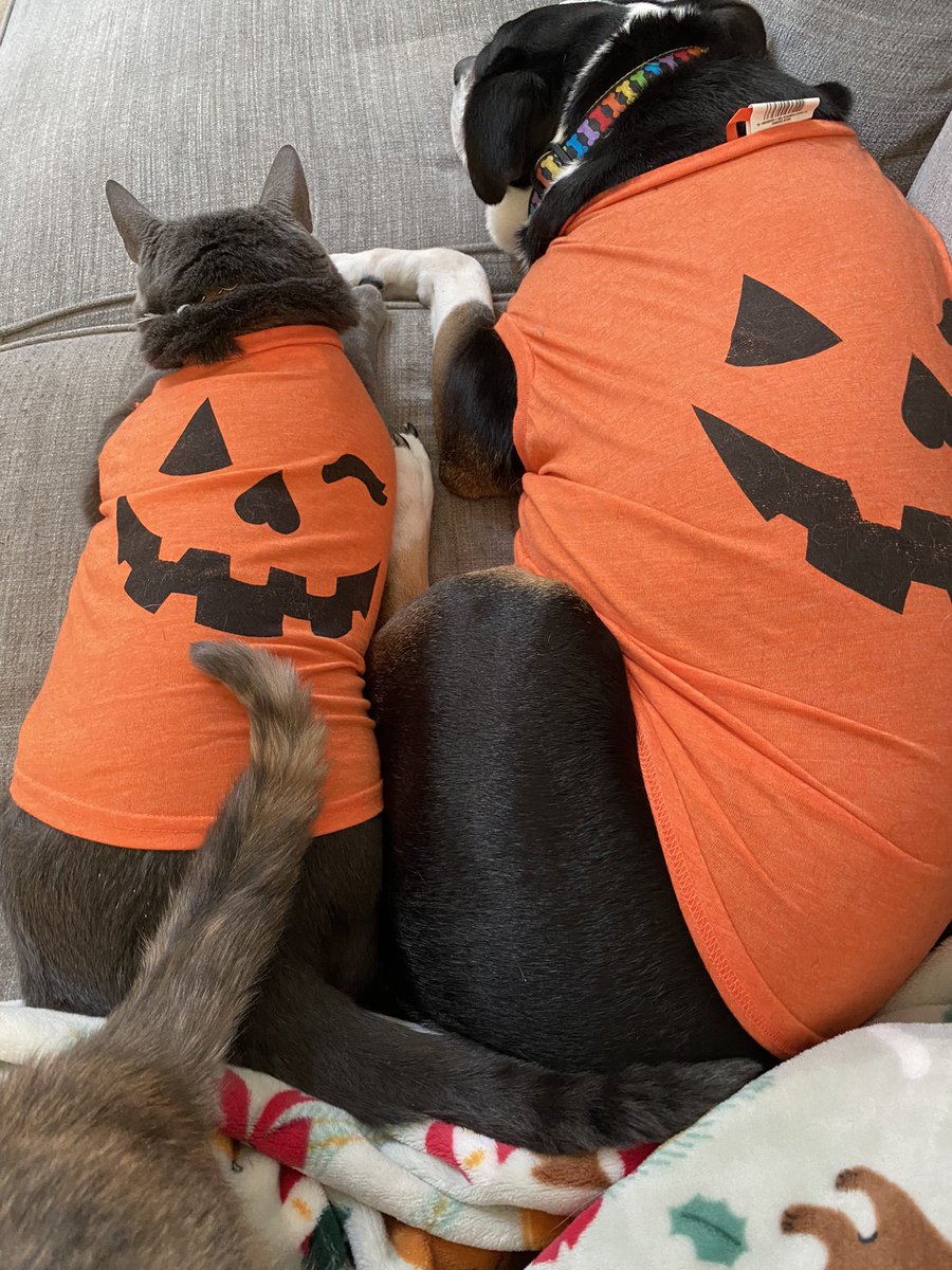 wesleygreycat's tweet photo. Happy October! 🎃 #cats #CatsOfX #Halloween https://t.co/DqitPOK52A