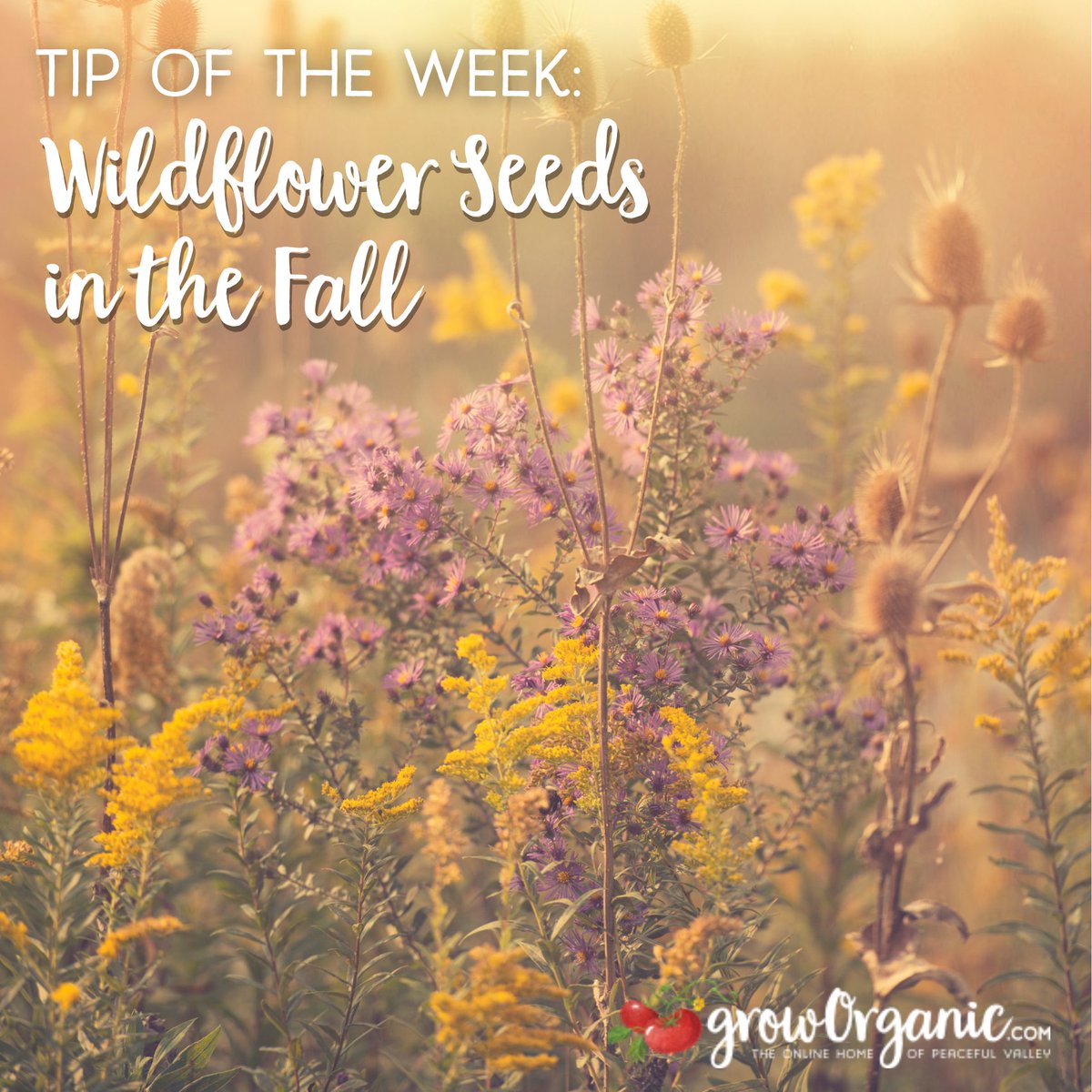 GrowOrganicCom's tweet photo. 🌼 Most wildflowers naturally drop their seeds in the fall to take advantage of a wet winter. If your region has harsh winters, wait until the spring to plant seeds. Areas with mild winters, plant wildflowers before a good rain!  🌺
https://t.co/lQuXkzXC5H https://t.co/7tsL9Gz4oN