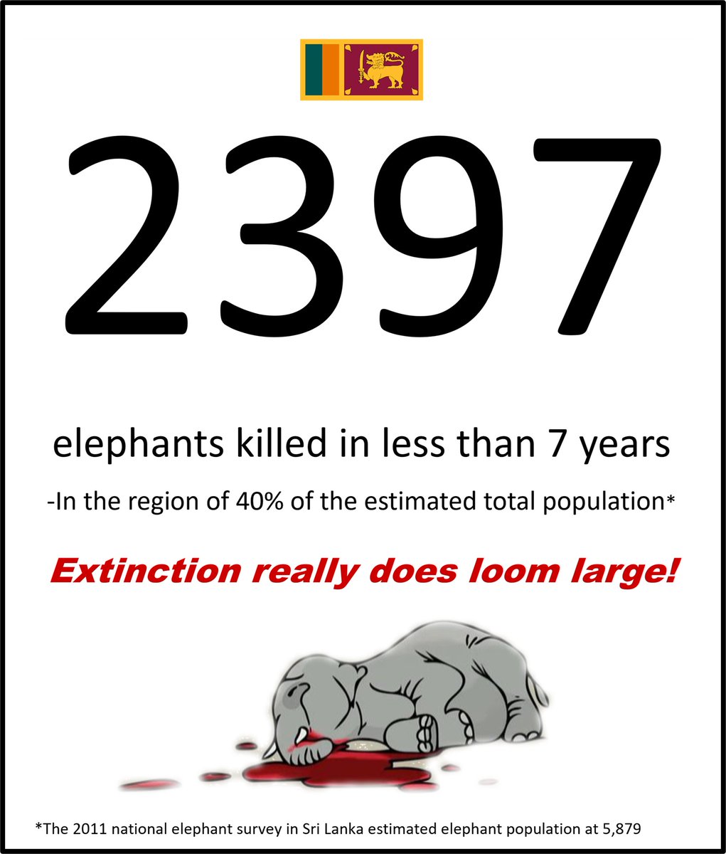 Human elephant conflict (HEC) in Sri Lanka 🇱🇰 is off the scale resulting in a catastrophic number of both human &amp; elephant deaths. <a href="/PavithraWannia1/">Pavithra Wanniarachchi</a> <a href="/DCRGunawardena/">Dinesh Gunawardena 🇱🇰</a> <a href="/fernandoharin/">Harin Fernando</a> <a href="/RW_UNP/">RW_LK</a> #ElephantGenocideLK