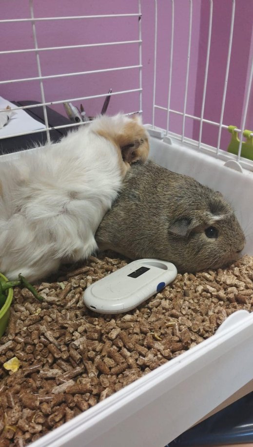 Hace unos días han abandonado a estas pequeñas en la puerta del CPA de Arroyomolinos (Asociación Salvando Peludos)

LA LEY NO HA PROHIBIDO NINGÚN ANIMAL, EL LISTADO POSITIVO ESTA PENDIENTE DE REGLAMENTAR Y UNA VEZ LO REGLAMENTEN HABRÁ UN PERIODO PARA REGULARIZAR A VUESTRO ANIMAL