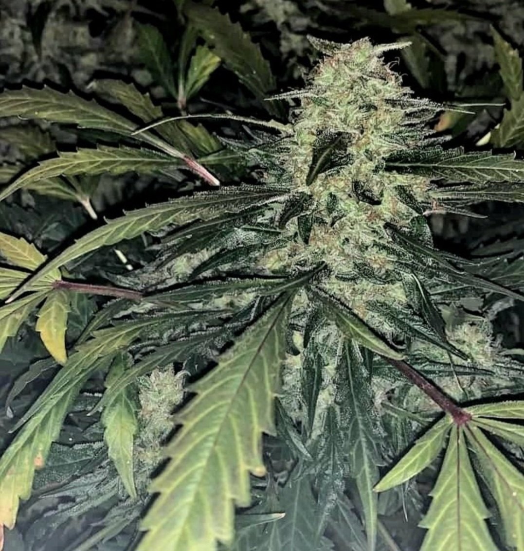 KannabiaGlobal's tweet photo. BABY BOOM AUTO by #Kannabia #KannabiaSeeds 🌱 @KannabiaSeeds @Kannabia_Samen
ℹ️ #BabyBoomAuto #collectionseeds ➡️ https://t.co/4am5VLYT1c
📸 Credits: Agus F. Thanks, #kannabist !🙏😍💯🧡💚
#Autoflower 🌻
Northern Lights X Blueberry X Ruderalis
Indica dominant hybrid
#420Life https://t.co/rSJ86IRsZj
