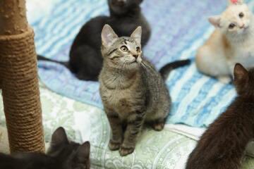 Ребятки, одной моей знакомой очень нужна помощь, ей подкинули 7 новых котят, а она еще предыдущих не пристроила 😭 я помогаю ей постоянно, прошу, если можете то помогите. Я за нее ручаюсь 🙏🏻

4817 7603 1076 8779  привязана к 8 915 369 32 20