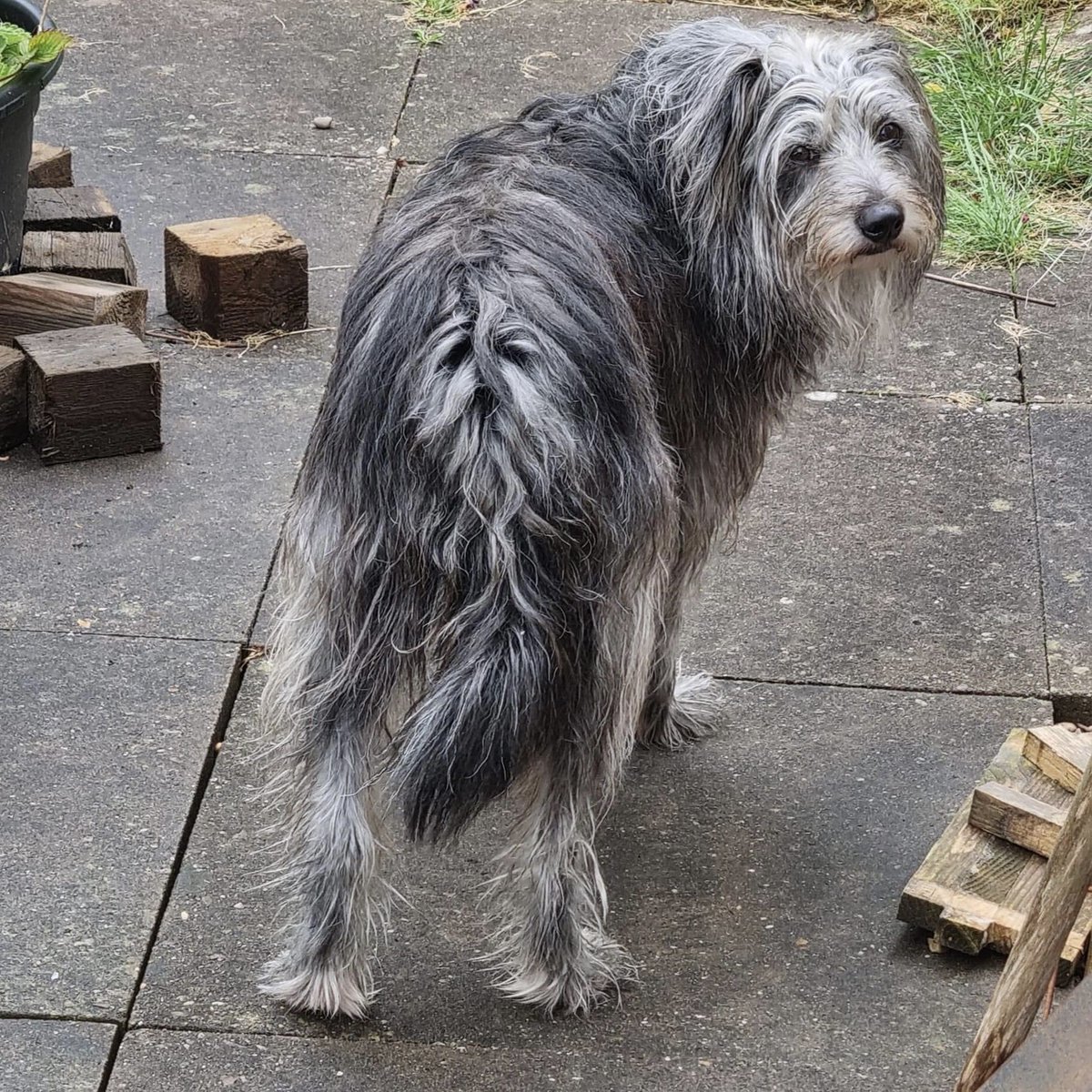 dog_rates's tweet photo. This is Odie. He has one face in front and another in the back. Kind of like Voldemort, but less evil and and twice as magical. 13/10 https://t.co/6fimv5Cqe8
