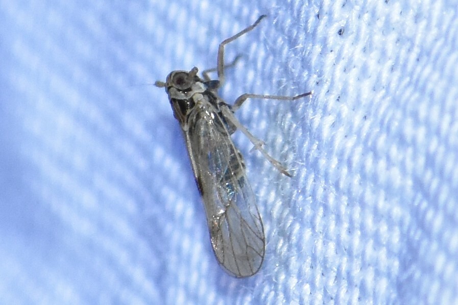 MarylandBiodiversity tweet media