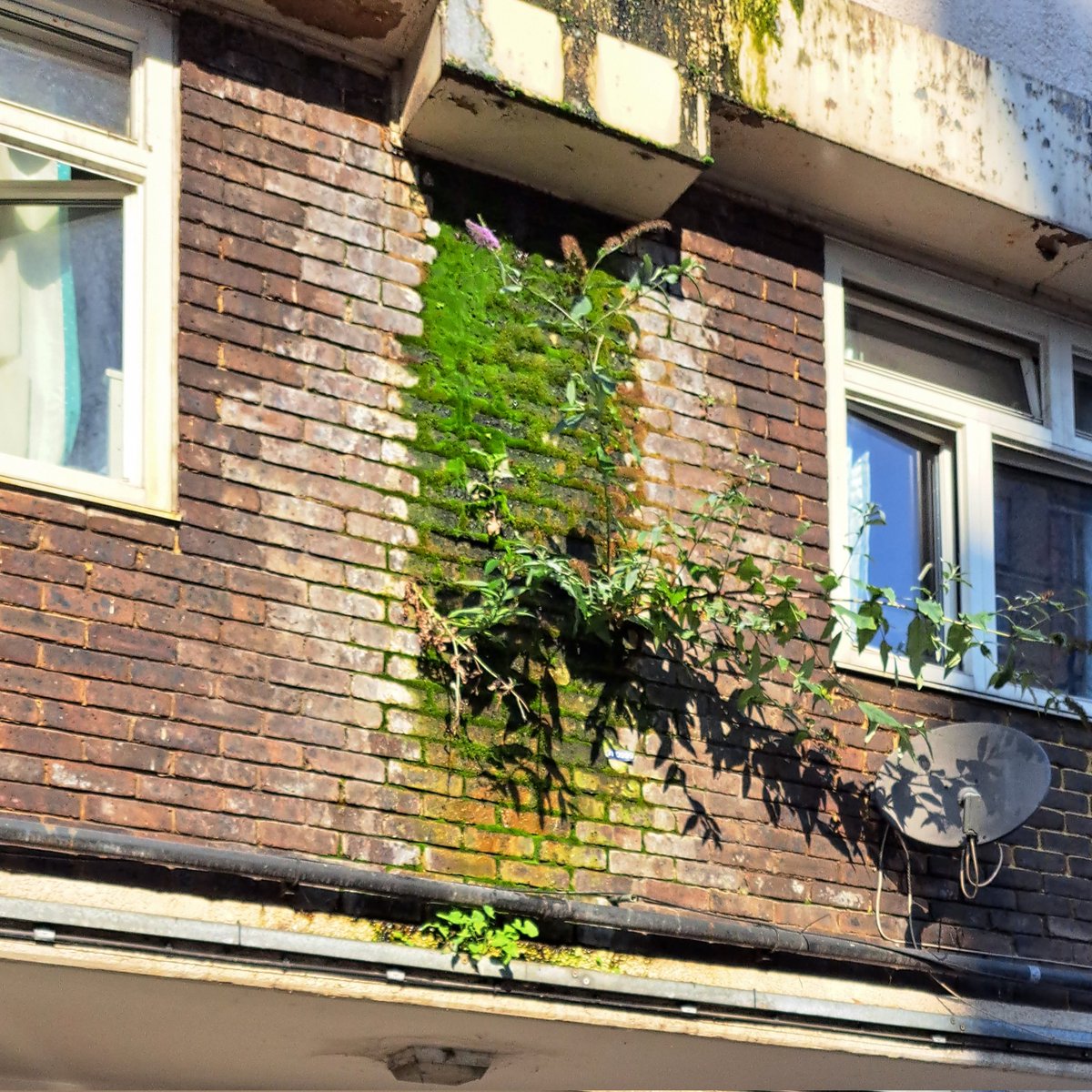 nas costomano tweet media